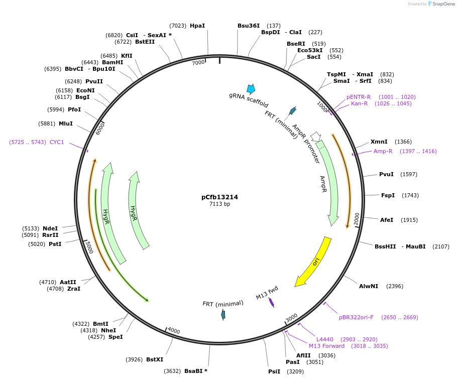 219889-plasmid-map-sequence-id-435424
