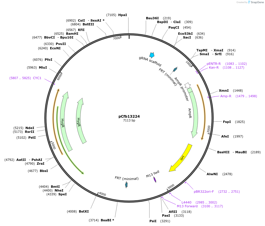 219899-plasmid-map-sequence-id-435425