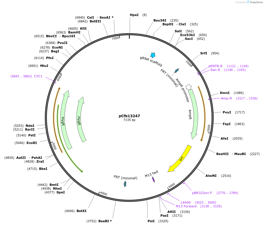 219918-plasmid-map-sequence-id-435426