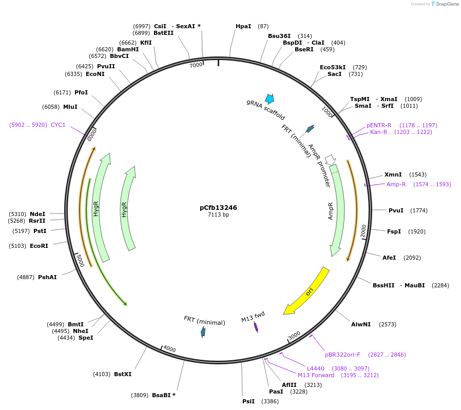 219917-plasmid-map-sequence-id-435427