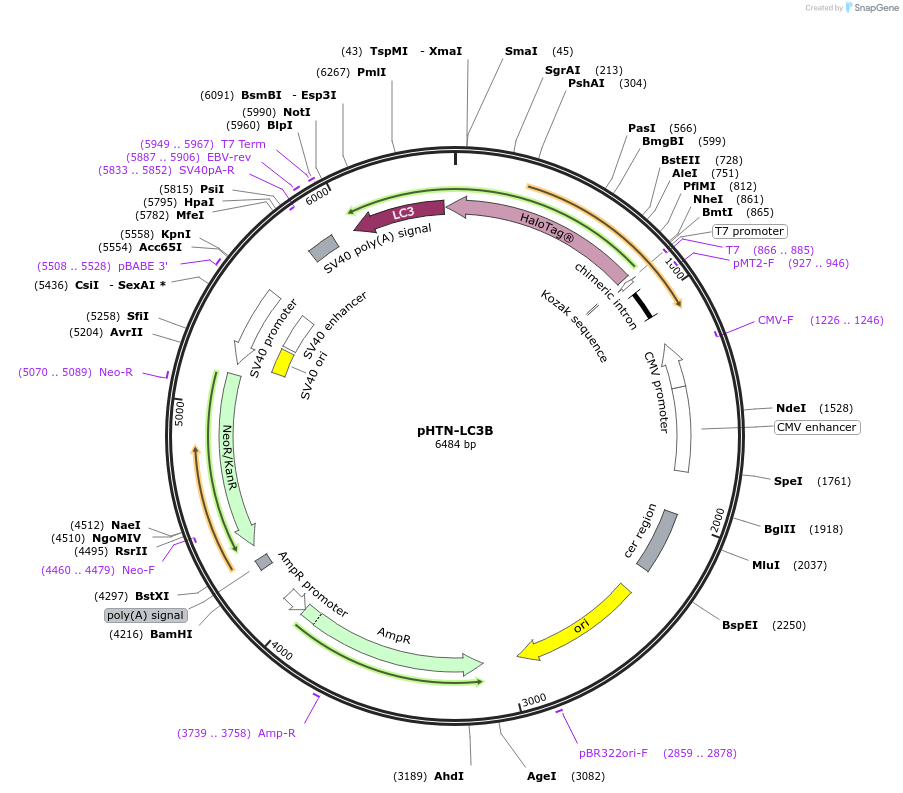 219440-plasmid-map-sequence-id-435429