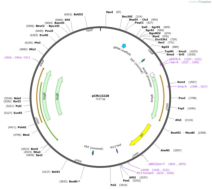 219903-plasmid-map-sequence-id-435430