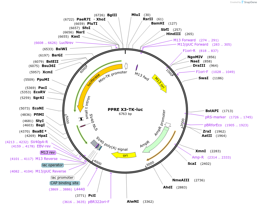 1015-plasmid-map-sequence-id-435431