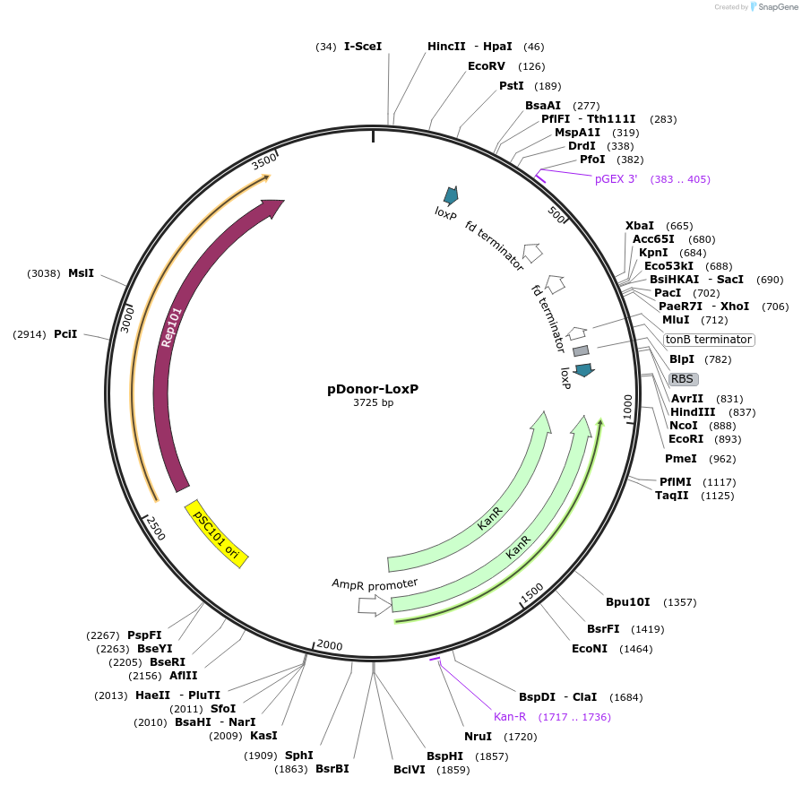 219436-plasmid-map-sequence-id-435435