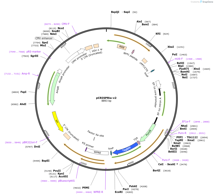 84832-plasmid-map-sequence-id-435436