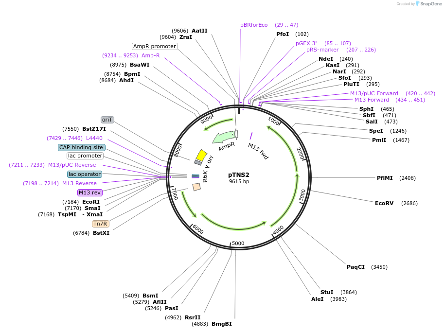 64968-plasmid-map-sequence-id-435439