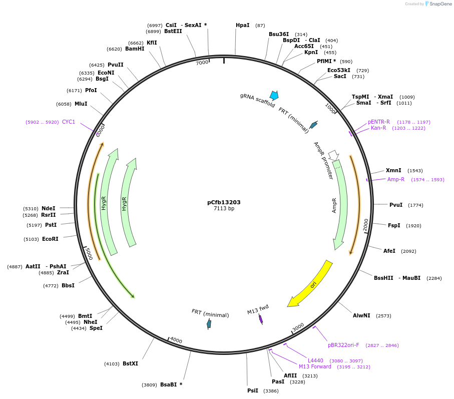 219878-plasmid-map-sequence-id-435471