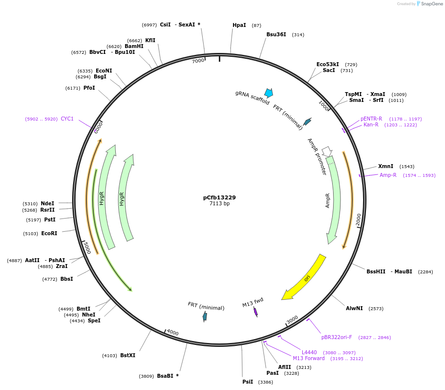 219904-plasmid-map-sequence-id-435474