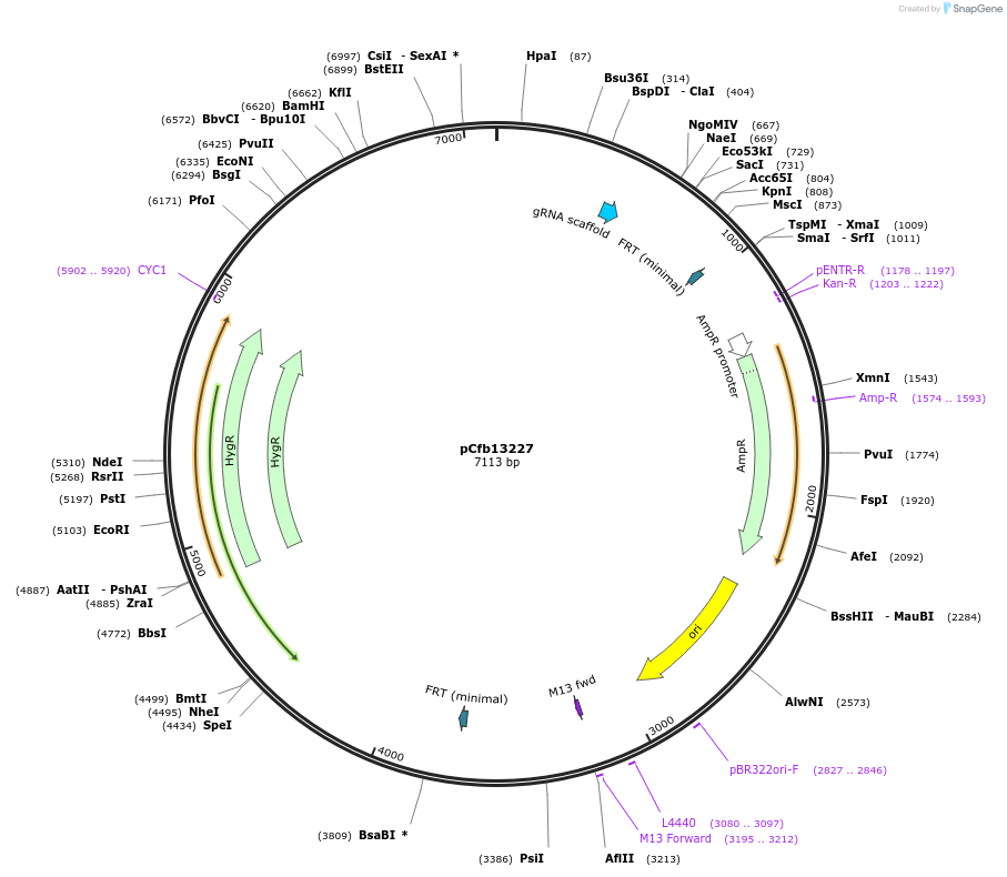 219902-plasmid-map-sequence-id-435499
