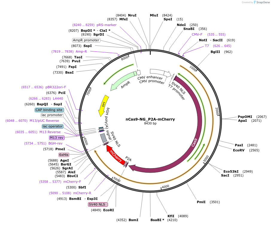 219934-plasmid-map-sequence-id-435500