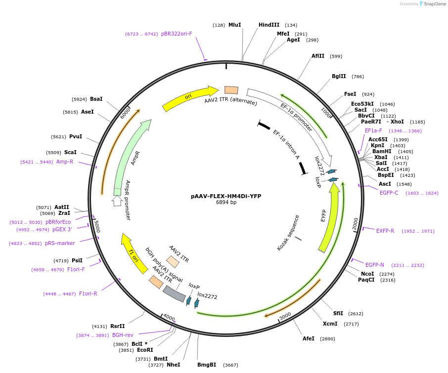 209193-plasmid-map-sequence-id-435501