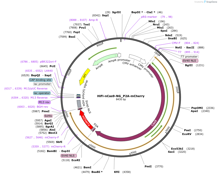 219936-plasmid-map-sequence-id-435504