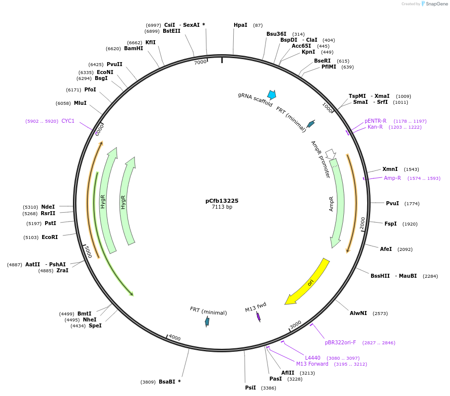 219900-plasmid-map-sequence-id-435505