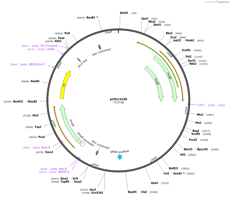 219911-plasmid-map-sequence-id-435506