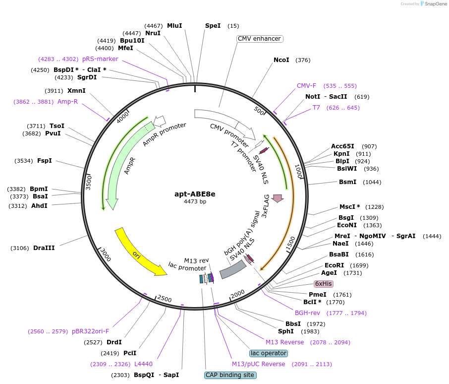 219937-plasmid-map-sequence-id-435507