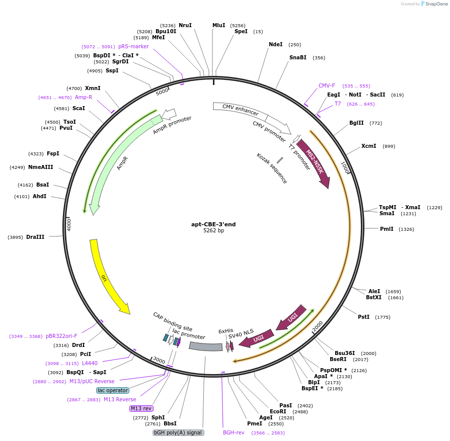 219939-plasmid-map-sequence-id-435508