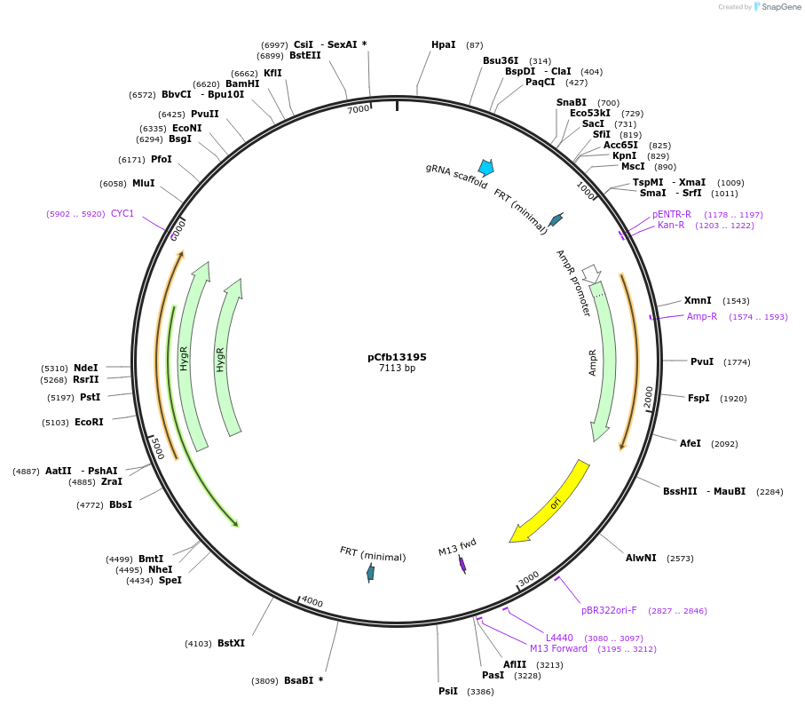 219870-plasmid-map-sequence-id-435510