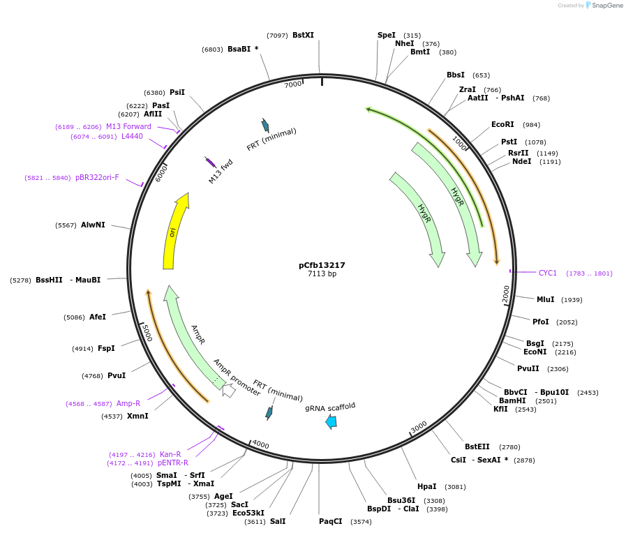 219892-plasmid-map-sequence-id-435519