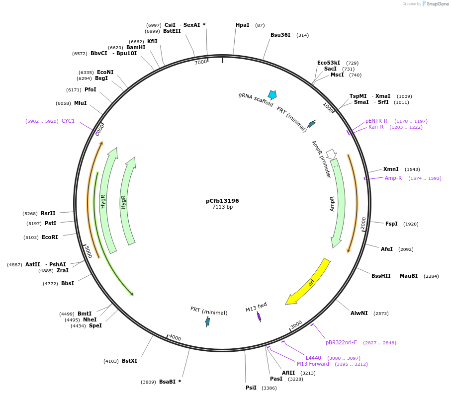 219871-plasmid-map-sequence-id-435520