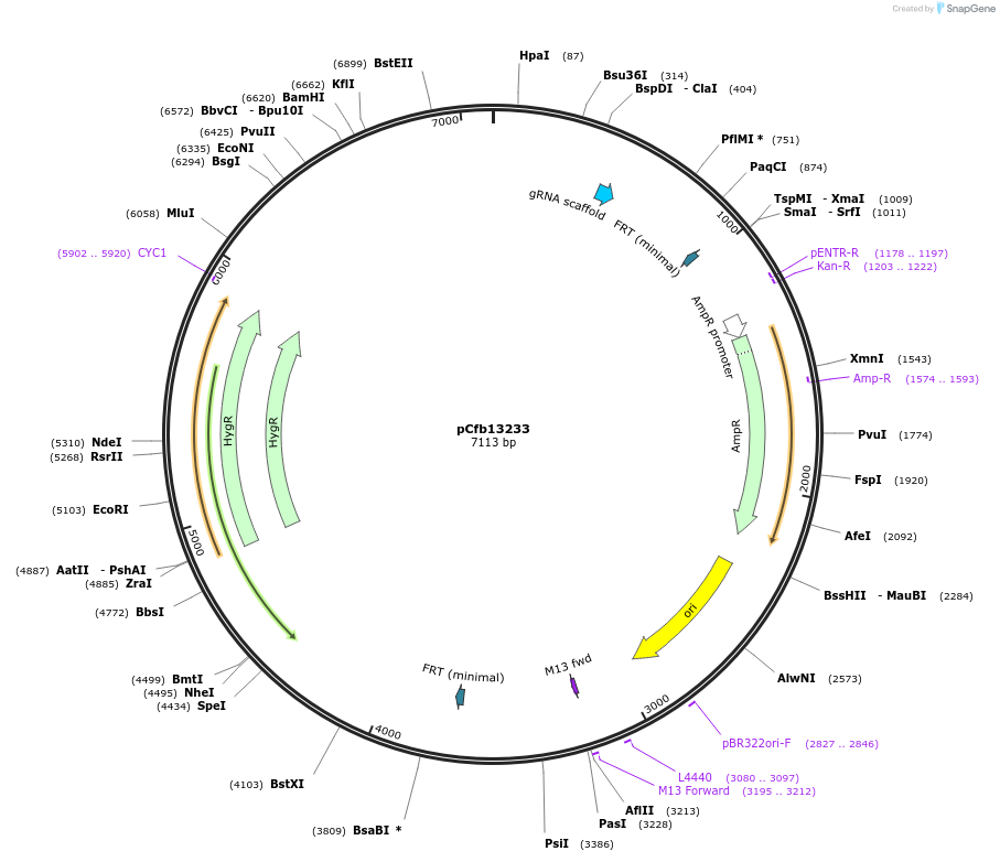 219906-plasmid-map-sequence-id-435523