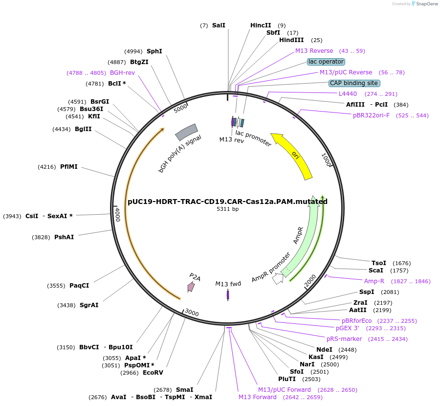 215769-plasmid-map-sequence-id-435524