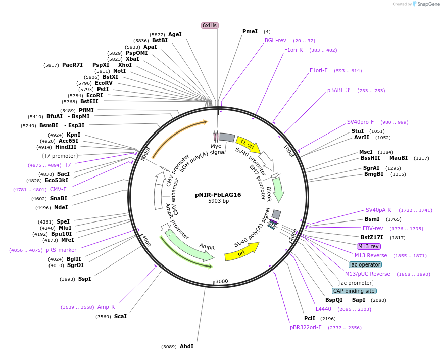 220739-plasmid-map-sequence-id-435539
