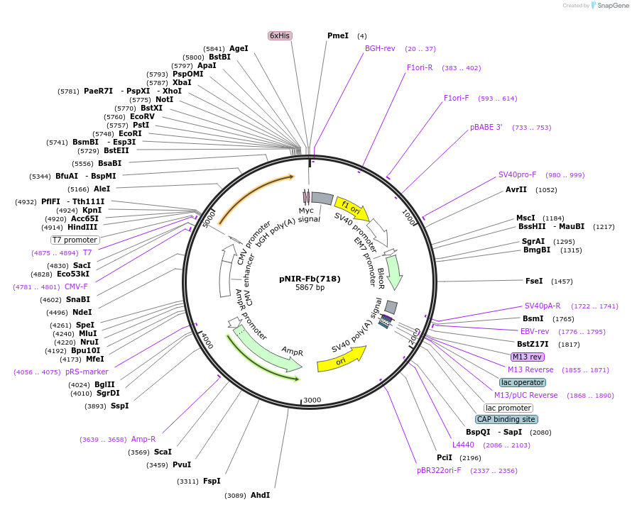 220742-plasmid-map-sequence-id-435541