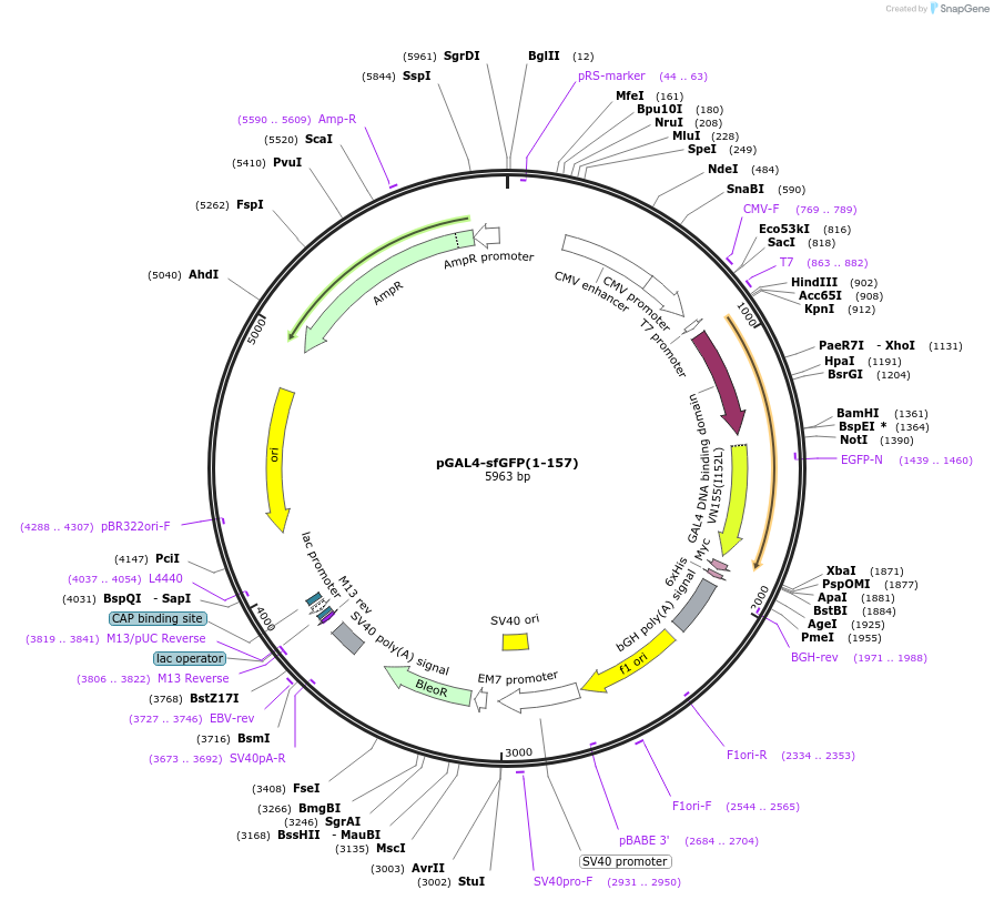 220743-plasmid-map-sequence-id-435542