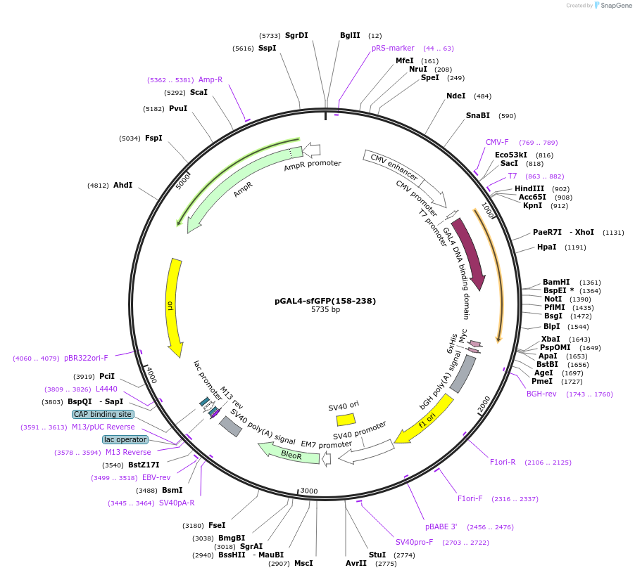 220744-plasmid-map-sequence-id-435543