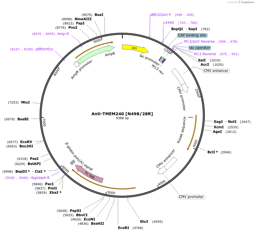 220417-plasmid-map-sequence-id-435558