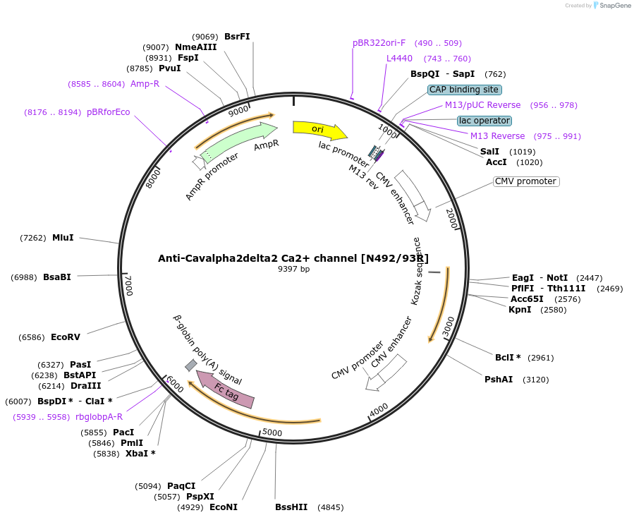 220416-plasmid-map-sequence-id-435559