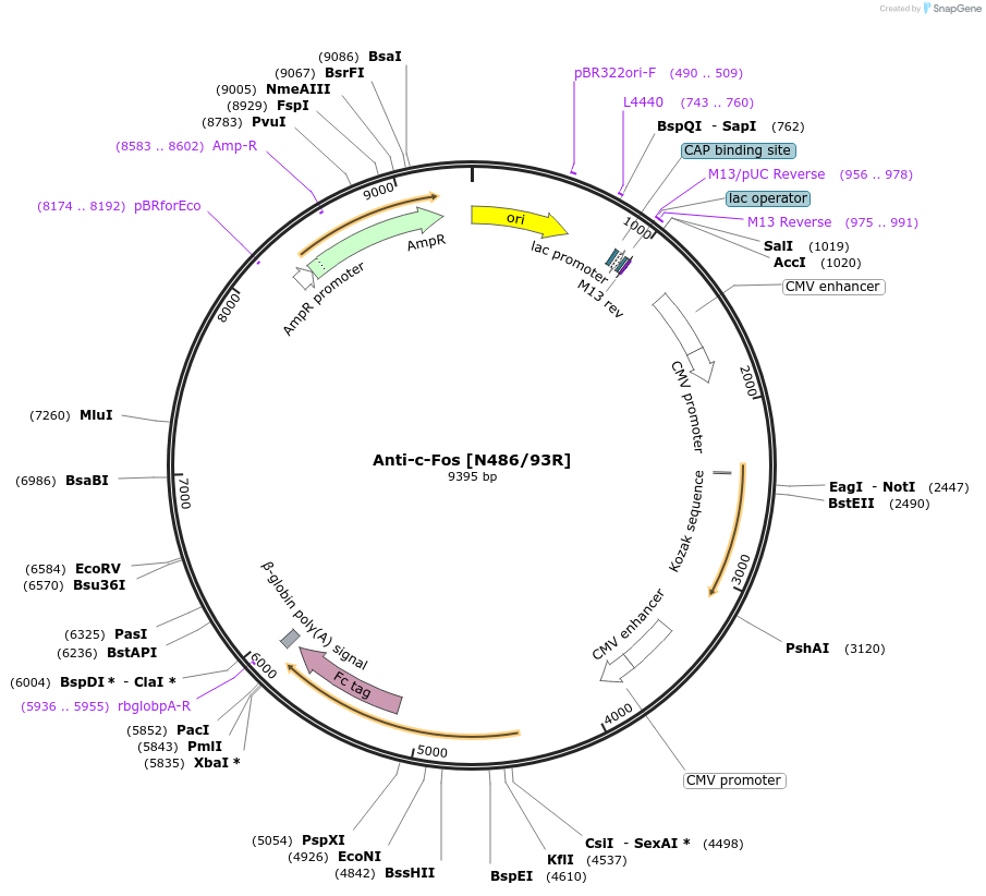 220414-plasmid-map-sequence-id-435561