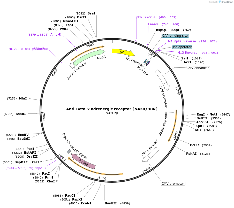 220412-plasmid-map-sequence-id-435563