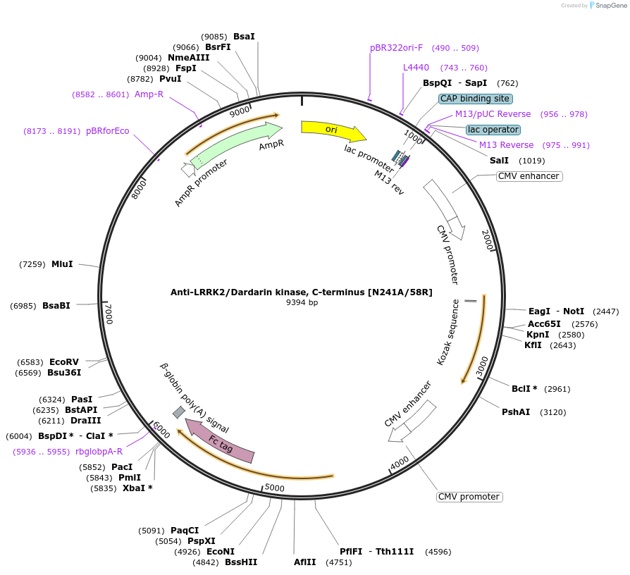 220411-plasmid-map-sequence-id-435564