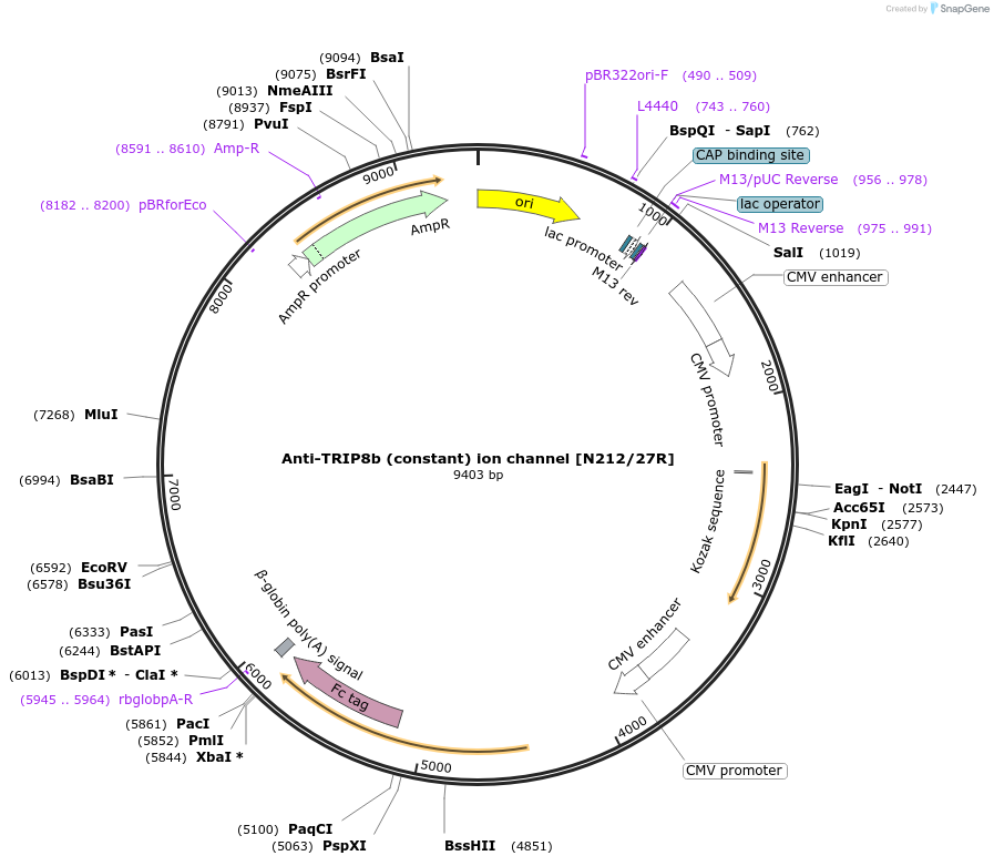 220409-plasmid-map-sequence-id-435565