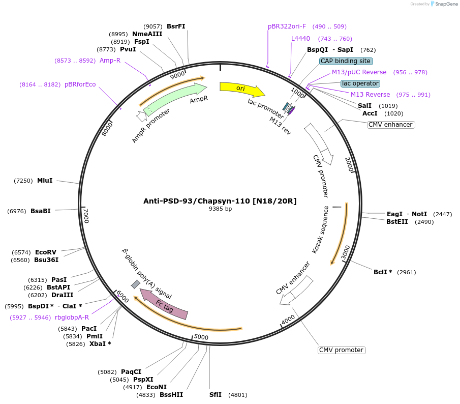 220407-plasmid-map-sequence-id-435567