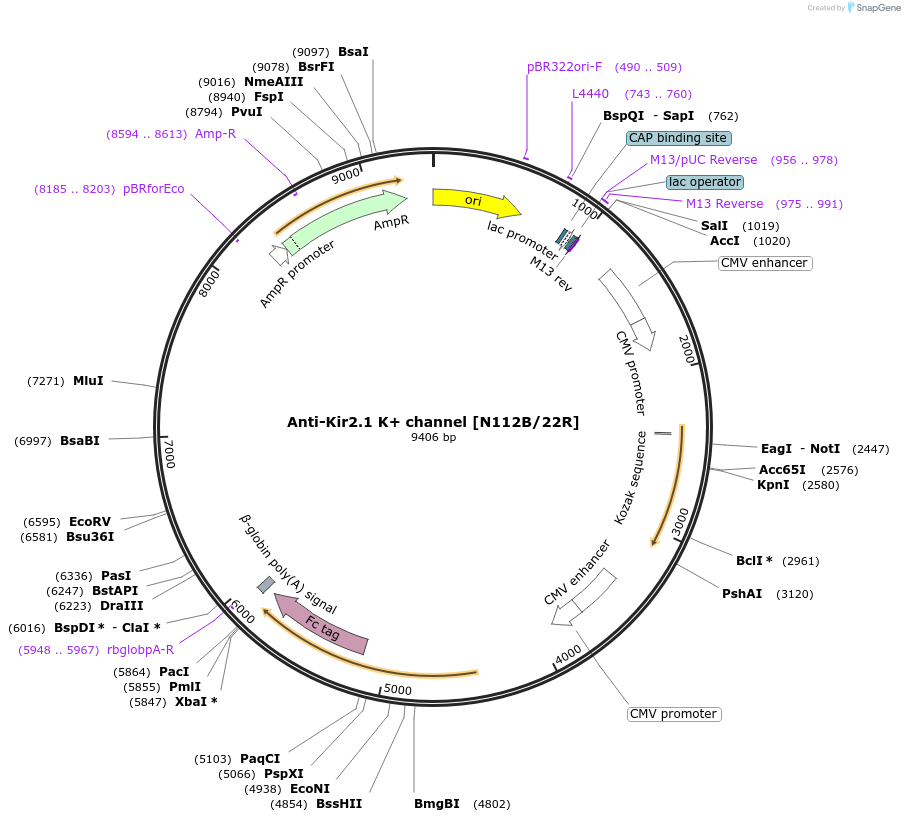 220400-plasmid-map-sequence-id-435574