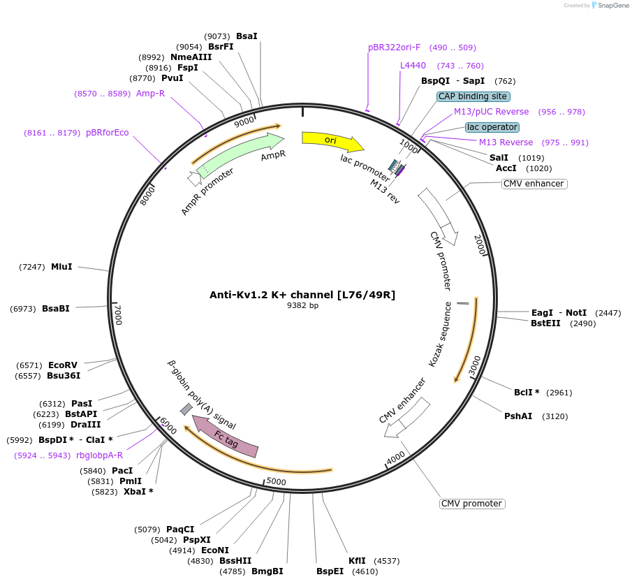 220398-plasmid-map-sequence-id-435576