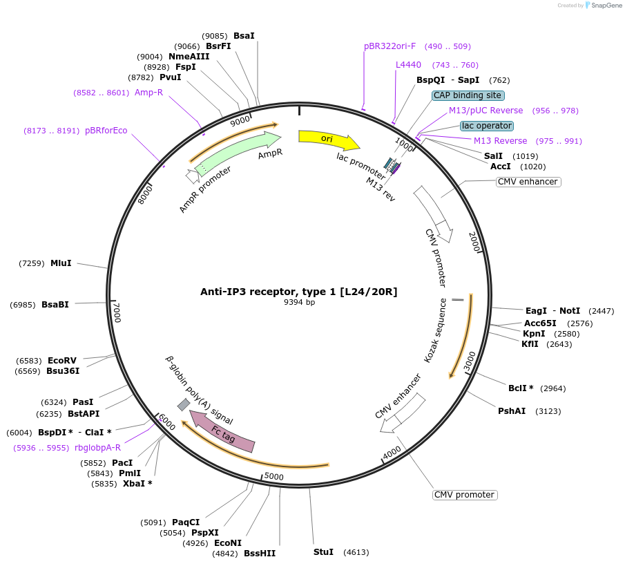 220394-plasmid-map-sequence-id-435578