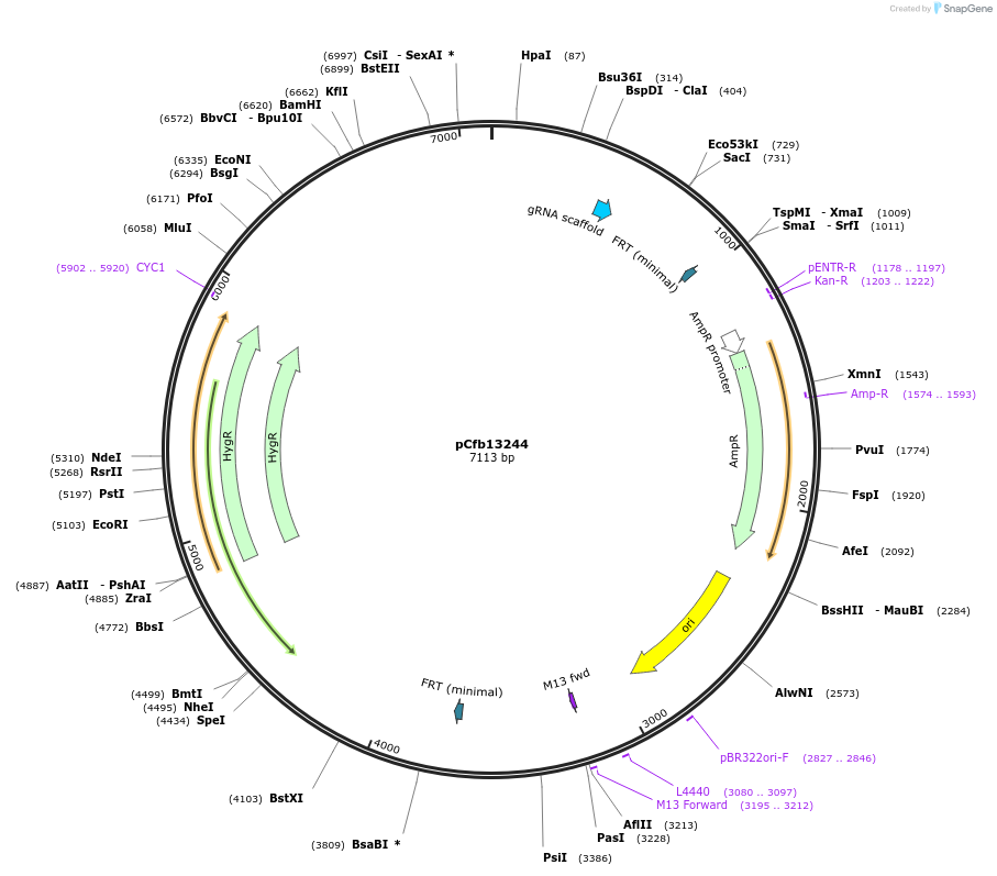 219915-plasmid-map-sequence-id-435581
