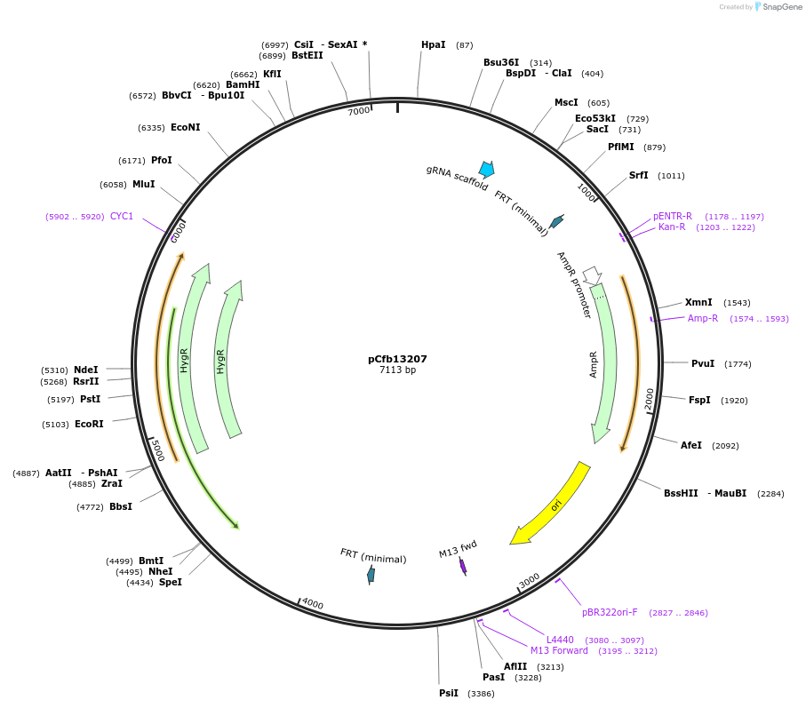219882-plasmid-map-sequence-id-435598
