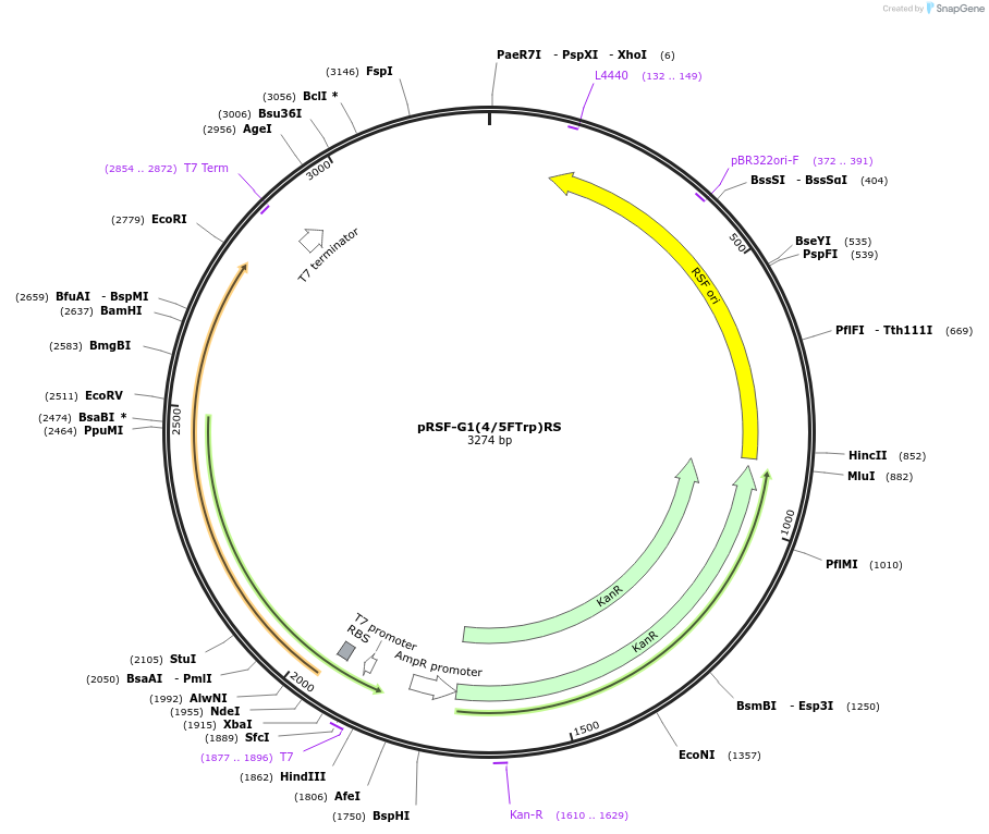 207620-plasmid-map-sequence-id-435603