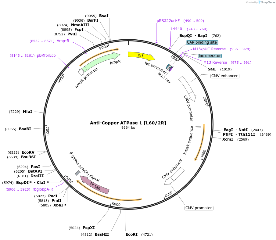 220397-plasmid-map-sequence-id-435604