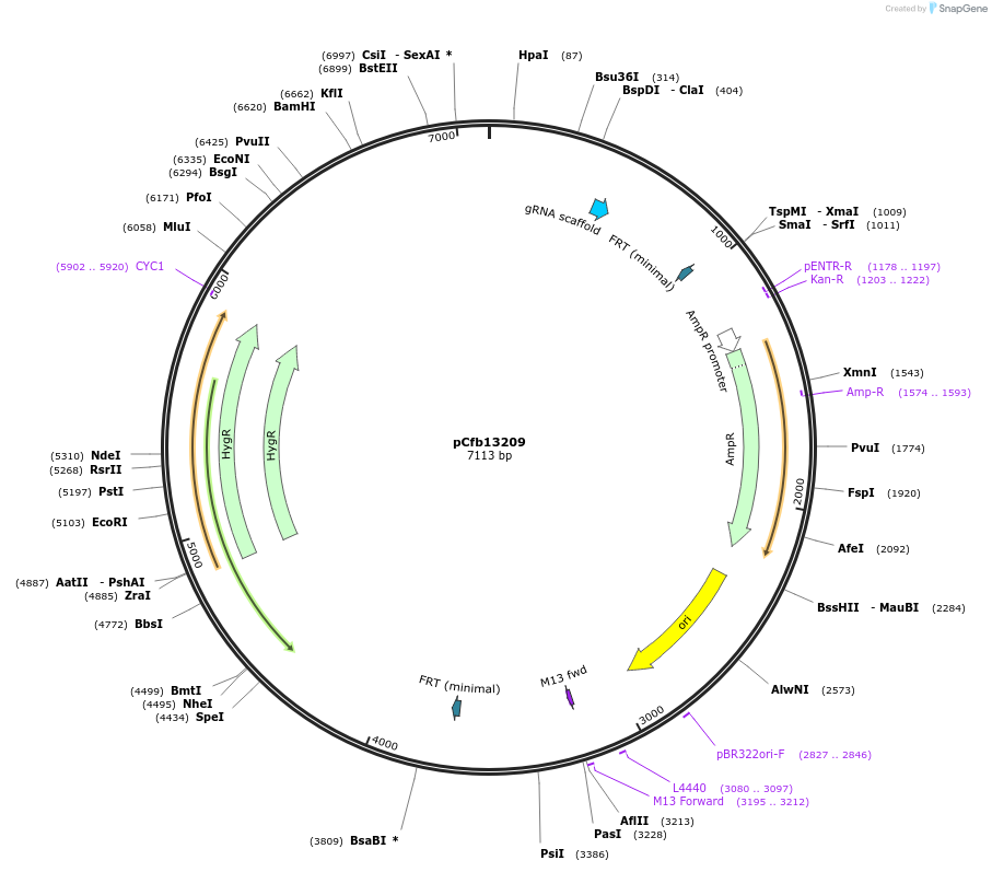 219884-plasmid-map-sequence-id-435606