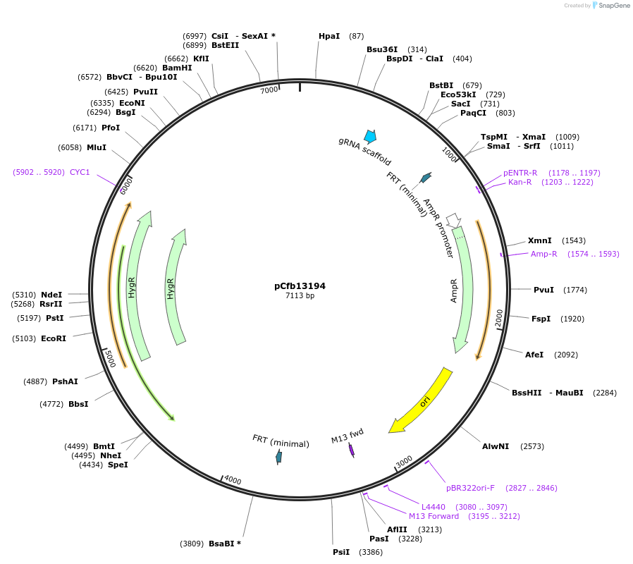 219869-plasmid-map-sequence-id-435607