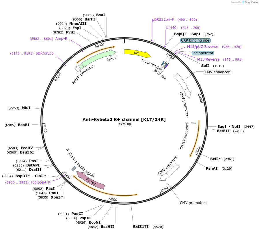 220379-plasmid-map-sequence-id-435609