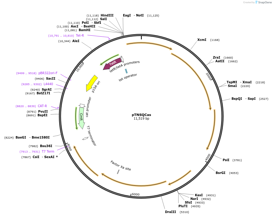 219434-plasmid-map-sequence-id-435610