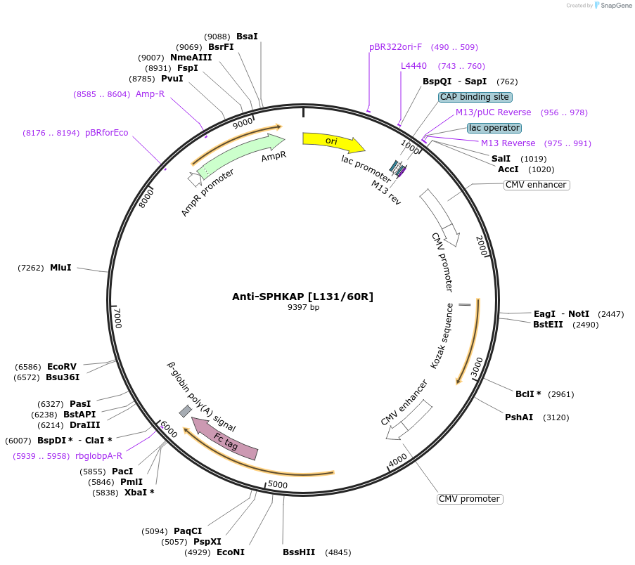 220392-plasmid-map-sequence-id-435611