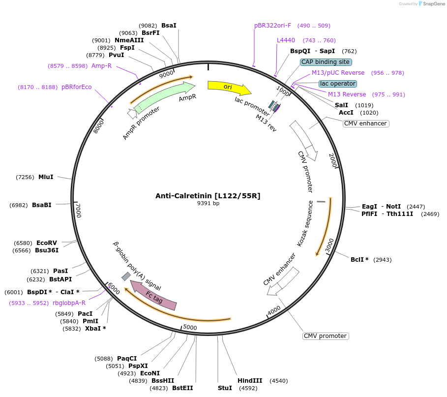220390-plasmid-map-sequence-id-435612