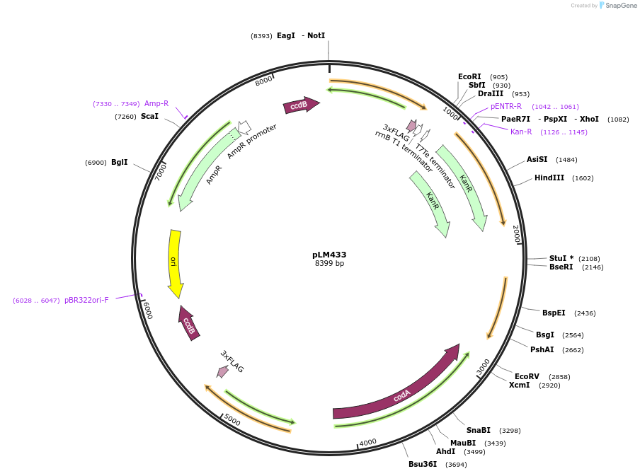217293-plasmid-map-sequence-id-435614